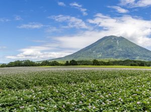 NISEKO ARTIST IN RESIDENCE